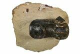 Bargain Paralejurus Trilobite Fossils - 2 to 3" - Photo 5